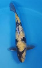 Veilng koi ginrin ki utsuri vanaf een euro bieden, Karper of Koi