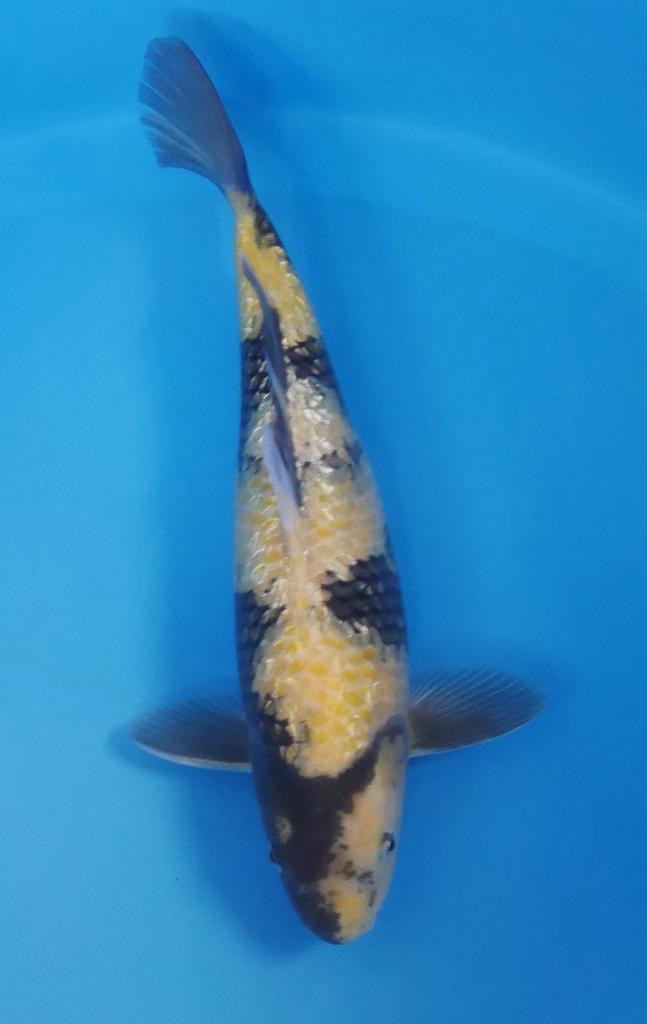 Veilng koi ginrin ki utsuri vanaf een euro bieden, Dieren en Toebehoren, Vissen | Vijvervissen, Karper of Koi