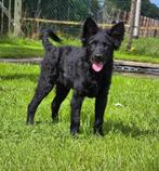Mudi reutje (Hongaars herdertje), Dieren en Toebehoren, Rabiës (hondsdolheid), Reu, 8 tot 15 weken, Eén hond