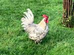 Noord hollandse blauwen, Dieren en Toebehoren, Pluimvee, Mannelijk, Kip