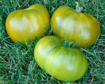 Tomaat Kiwi beschikbaar voor biedingen