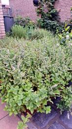 Kruizenmunt (Mentha - Pepermunt), Ophalen, Zomer, Volle zon