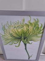 ** KOOPJE Mooie houten lijst met poster achter glas 57X77 cm, Ophalen, Zo goed als nieuw, 75 cm of meer, 50 tot 75 cm