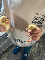 Mooie jonge pulletjes, Dieren en Toebehoren, Eend