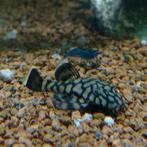 Ancistrus sp Rio Itenez ,L 519, Dieren en Toebehoren, Vissen | Aquariumvissen, Vis