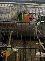 Agapornis, Dieren en Toebehoren, Vogels | Parkieten en Papegaaien, Mannelijk, Dwergpapegaai of Agapornis