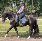 Bloedmooie zwarte ruin 4 jaar, Dieren en Toebehoren, Paarden, B, Gechipt, Ruin, Dressuurpaard