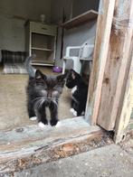 Kittens, Dieren en Toebehoren, Meerdere dieren