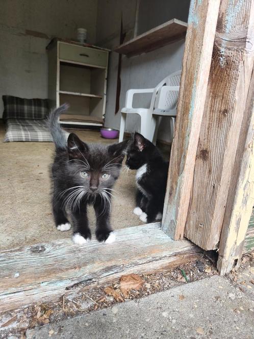Kittens, Dieren en Toebehoren, Katten en Kittens | Overige Katten, Meerdere dieren
