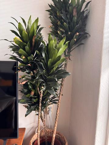 Kamerplant Dracaena Fragrans (geurdracaena) - 125cm beschikbaar voor biedingen