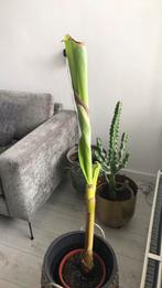 Kamerplant, Ophalen of Verzenden, Halfschaduw, Minder dan 100 cm