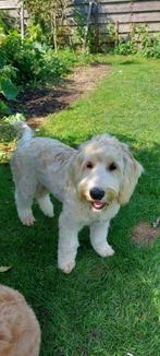 Australian Labradoodle puppy's groot medium, Dieren en Toebehoren, Nederland, 15 weken tot 1 jaar, Overige rassen, CDV (hondenziekte)