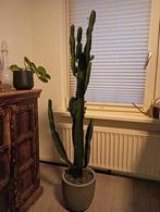 Grote cactus 135cm, incl. pot, Ophalen, 100 tot 150 cm, Halfschaduw, Groene kamerplant