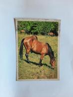kaart paard veulen dier, Ophalen, 1980 tot heden, Ongelopen, Paard
