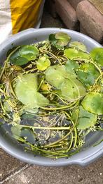 Waterplanten, Tuin en Terras, Vijvers, Ophalen, Nieuw