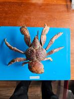 Opgezette kokoskrab (kokoskrab / Birgus latro), Verzamelen, Dierenverzamelingen, Ophalen of Verzenden, Gebruikt, Opgezet dier