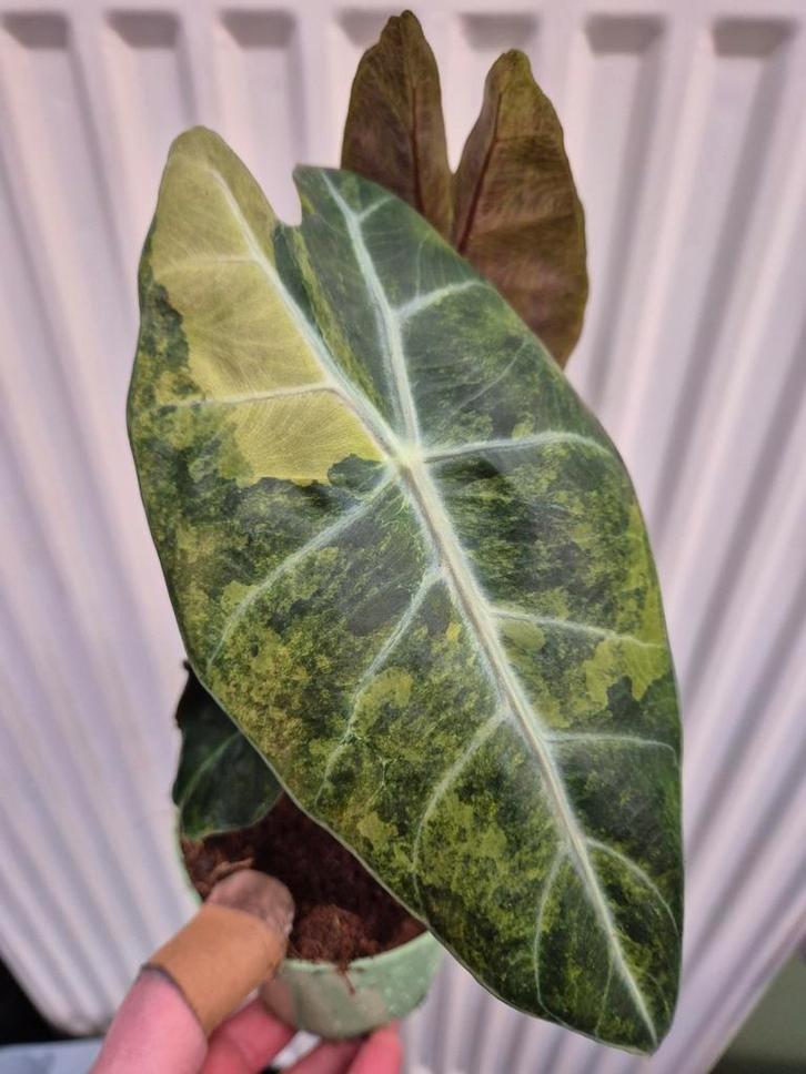 Alocasia Nairobi Aurea Variegata p10 (3), Huis en Inrichting, Kamerplanten, Minder dan 100 cm, Halfschaduw, Ophalen of Verzenden