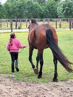 Ruiters gezocht, Dieren en Toebehoren, Paarden, Meerdere dieren, 7 tot 10 jaar