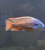 cichlide, Dieren en Toebehoren, Vissen | Aquariumvissen, Vis