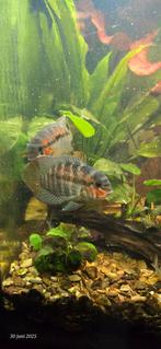 Krobia xinguensis, Vis, Zoetwatervis