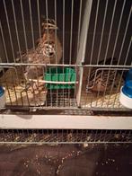 Europese kwartels te koop, Dieren en Toebehoren, Vogels | Duiven, Mannelijk, Overige soorten