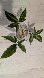 Syngonium trileaf...stekken, Ophalen of Verzenden, Halfschaduw, Minder dan 100 cm