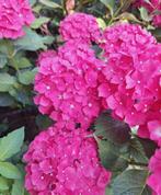 Hortensia Struik, Tuin en Terras, Ophalen, Hortensia, Struik, Minder dan 100 cm