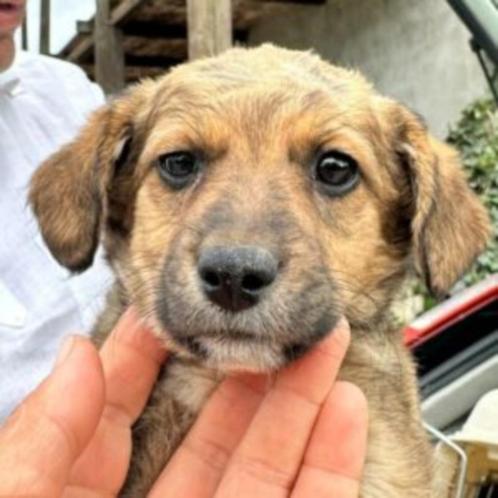AIN: mara, Dieren en Toebehoren, Honden | Niet-rashonden, Middel, Teef, Handelaar, Eén hond, Buitenland, 15 weken tot 1 jaar, CDV (hondenziekte)