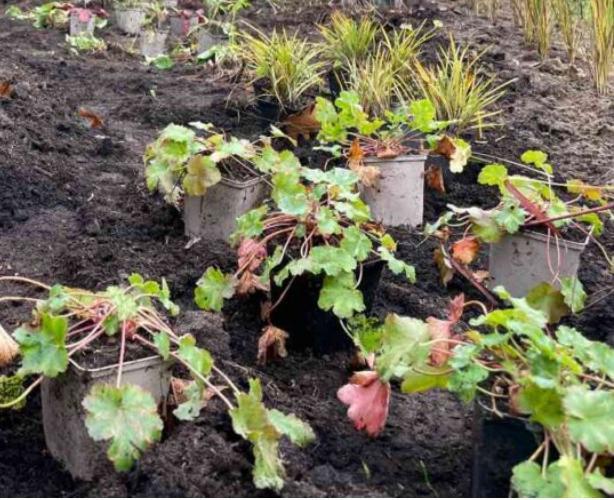 Tuinplanten gevraagd!, Tuin en Terras, Planten | Tuinplanten, Overige soorten, Volle zon, Ophalen