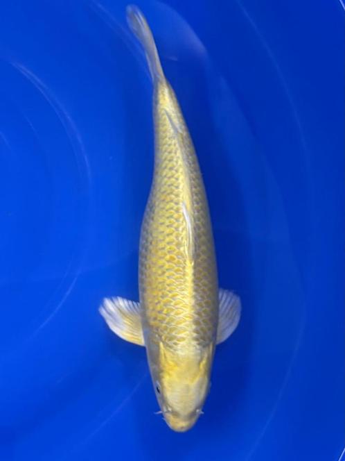 Yamabuki, Dieren en Toebehoren, Vissen | Vijvervissen, Karper of Koi
