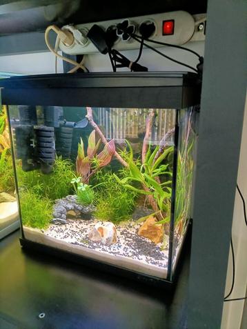 Mooie helemaal compleet 36 CM aquarium in Rotterdam beschikbaar voor biedingen