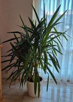 yucca gigantea elephantipes olifantspoot kamerplant, Ophalen, Volle zon, Palmboom, 100 tot 250 cm
