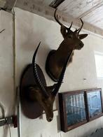 Taxidermi, Ophalen, Gebruikt, Beeldje of Figuurtje