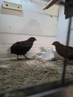 Chinese kwartels koppel, Dieren en Toebehoren, Meerdere dieren, Overige soorten