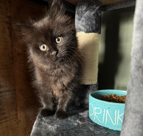 Kruising britse langhaar / europese korthaar, Dieren en Toebehoren, Katten en Kittens | Raskatten | Langhaar, Poes, Ontwormd