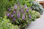 Buddleja B.C. 'Lila Sweetheart'| dwergvlinderstruik, Overige soorten, Volle zon, Vaste plant, Ophalen of Verzenden