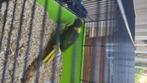 Kakariki, Dieren en Toebehoren, Vogels | Parkieten en Papegaaien, Meerdere dieren, Parkiet, Tam