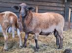 Nolana stamboek rammen, Mannelijk, Schaap