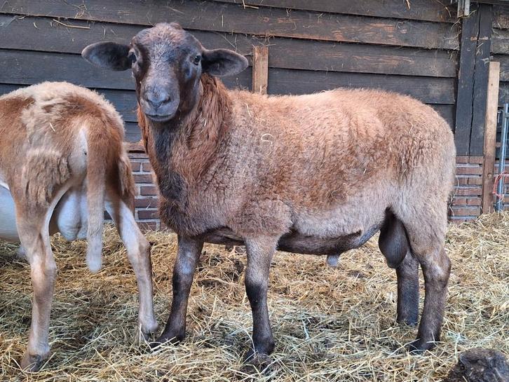Nolana stamboek rammen, Dieren en Toebehoren, Schapen, Geiten en Varkens, Schaap, Mannelijk
