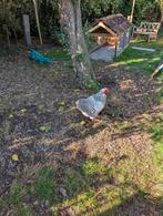 Wyandotte haan en hen 6 maanden, Dieren en Toebehoren, Pluimvee, Meerdere dieren, Kip