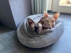 Sphynx katten (alleen als duo) nieuw thuis gezocht, Dieren en Toebehoren, Katten en Kittens | Raskatten | Korthaar, Meerdere dieren