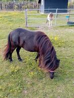 Te koop 2 mooie  stamboek merries waarvan 1 met veulen, Dieren en Toebehoren, Pony's, Merrie, A pony (tot 1.17m), 3 tot 6 jaar