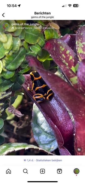 Ranitomeya summersi 0.1.? beschikbaar voor biedingen