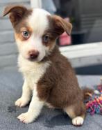 Australische shepherd pups ZEER MOOI!, Dieren en Toebehoren, Rabiës (hondsdolheid), 8 tot 15 weken, Collie, Meerdere