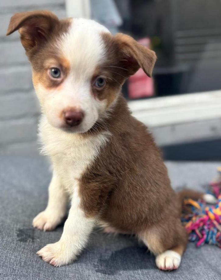 Australische shepherd pups ZEER MOOI!, Dieren en Toebehoren, Honden | Herdershonden en Veedrijvers, Meerdere dieren, Collie, Particulier