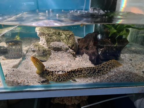 Tijger murene, Gymnothorax Polyuranodon, Dieren en Toebehoren, Vissen | Aquariumvissen, Zoetwatervis, Vis
