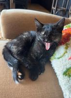 2 lieve en speelse schildpad kittens, Dieren en Toebehoren, Katten en Kittens | Overige Katten, Meerdere dieren, Kortharig, 0 tot 2 jaar