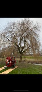 Aangeboden Bomen vellen,rooien snoeien. Totaal tuin,bos werk, Diensten en Vakmensen