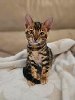 Lieve bengaal kitten, in november beschikbaar!, Dieren en Toebehoren, Katten en Kittens | Raskatten | Korthaar, Poes, Ontwormd
