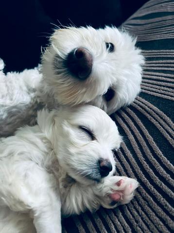 Maltezer puppy’s beschikbaar voor biedingen